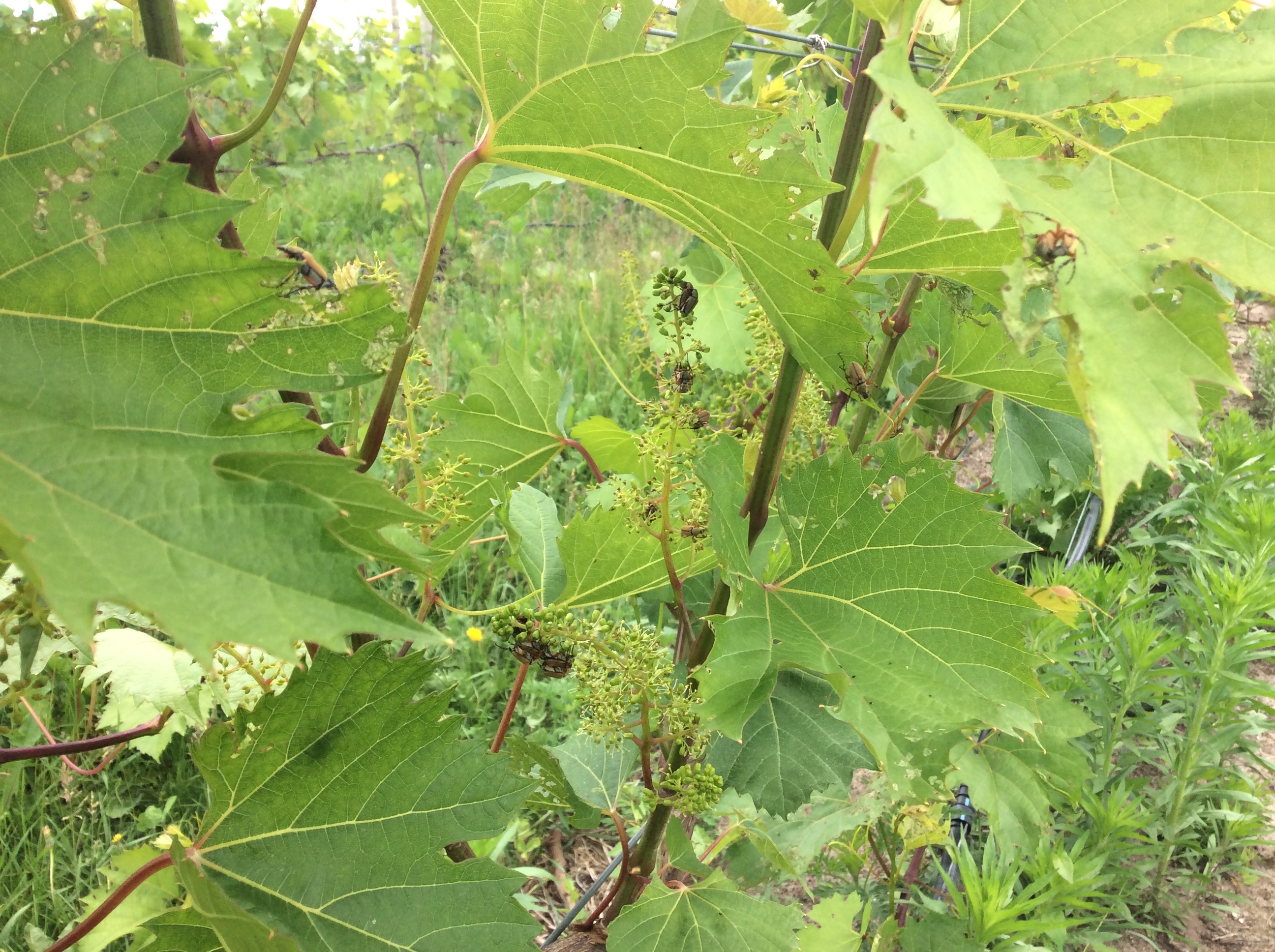 Rose Chafer on clusters and leaves (Figure 7)